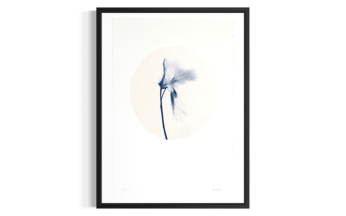 Inga Lísa Middleton: Fífa (77x56 cm, óinnrammað)