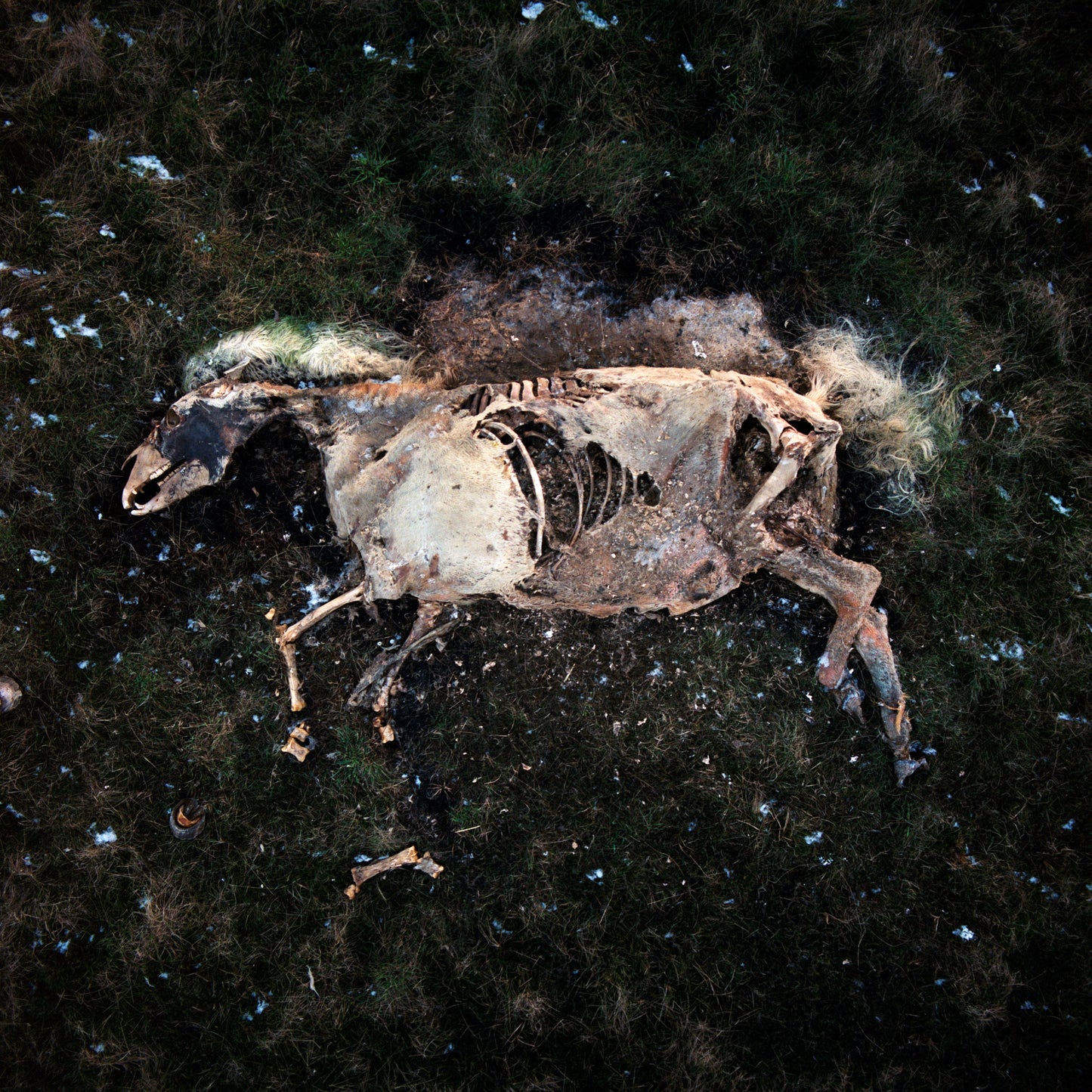 Hlynur Pálmason: Harmljóð um hest 1, 2024. (Innrammað: 115.000 kr.)