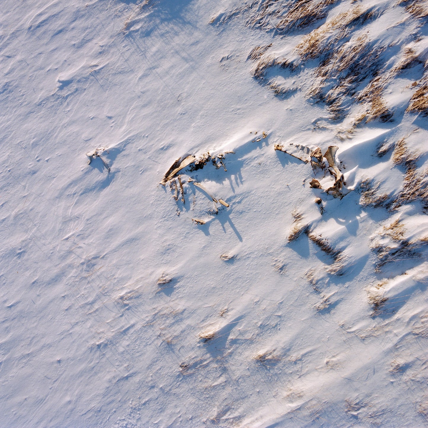 Hlynur Pálmason: Harmljóð um hest 4, 2024. (Innrammað: 115.000 kr.)